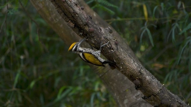White-naped Woodpecker - ML453468201