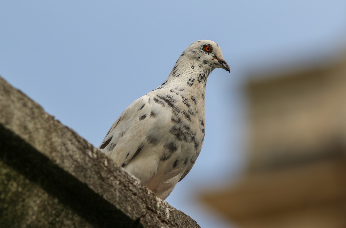 Rock Pigeon (Feral Pigeon) - ML453474951