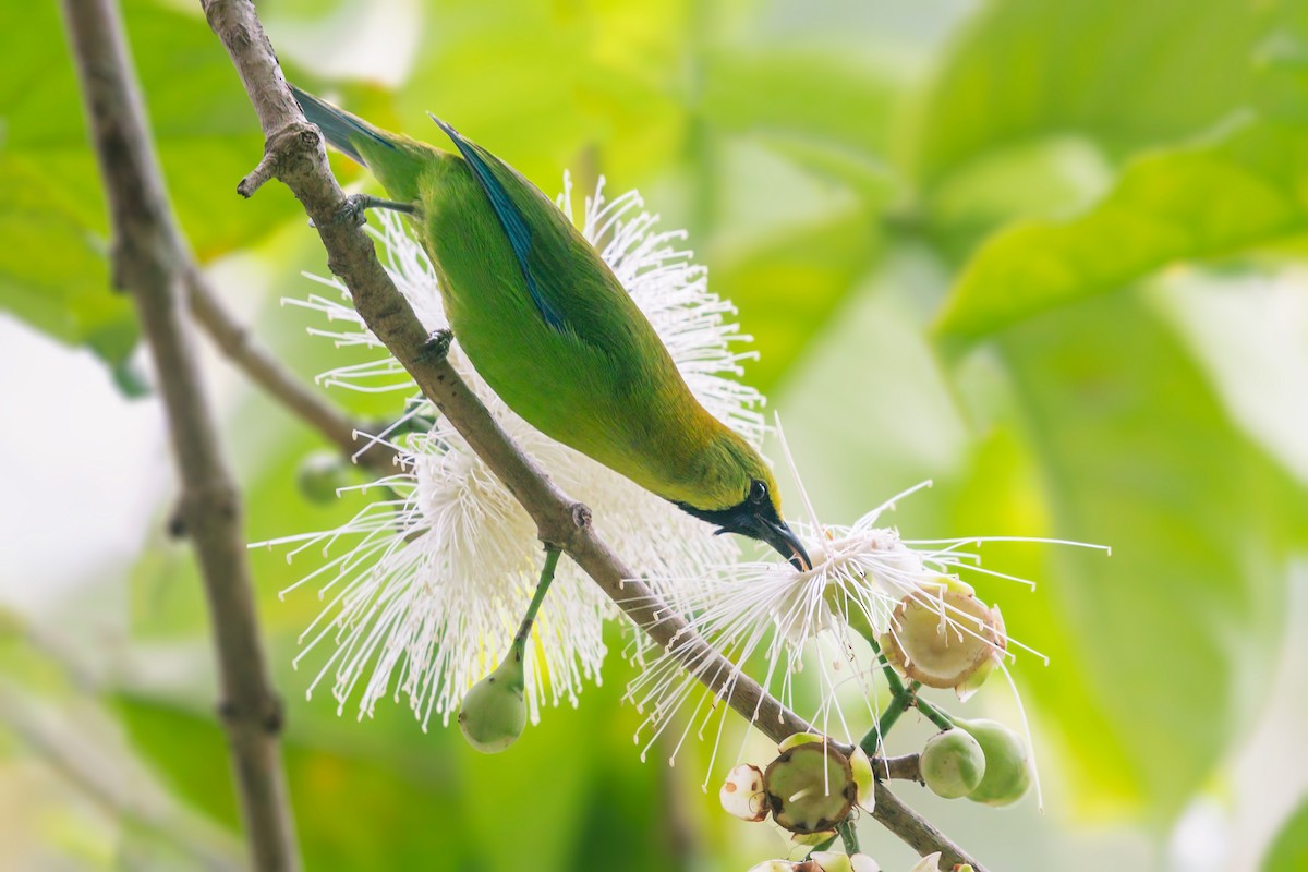 Blue-winged Leafbird - ML453477181