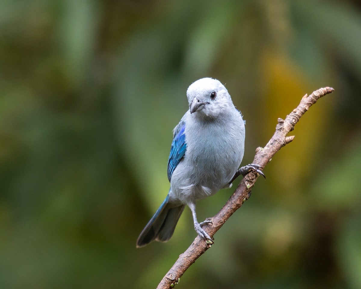 Blue-gray Tanager - ML453477801