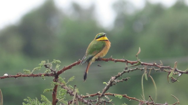 Little Bee-eater - ML453481341