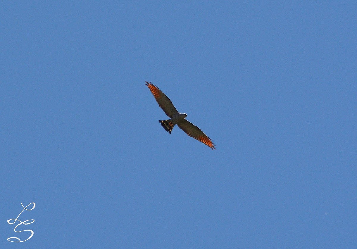 Plumbeous Kite - Luis Fernandez