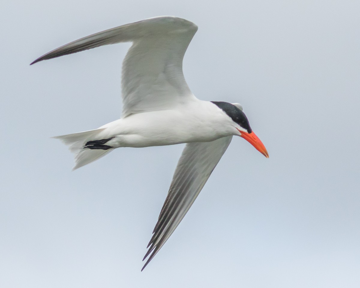 ML45348621 Caspian Tern Macaulay Library