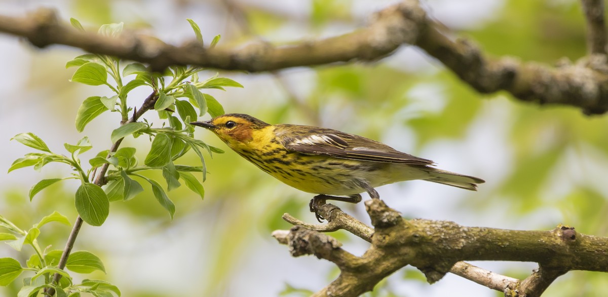 Cape May Warbler - ML453491361