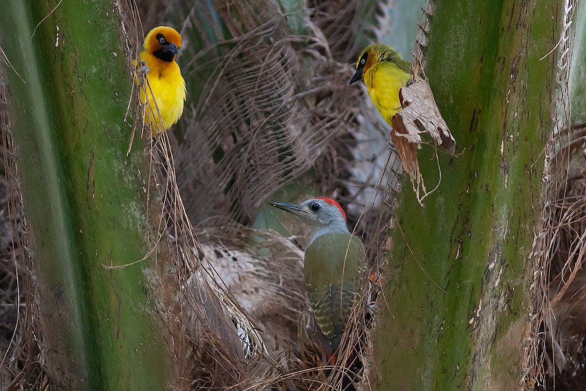 African Gray Woodpecker (Gray) - ML453499521