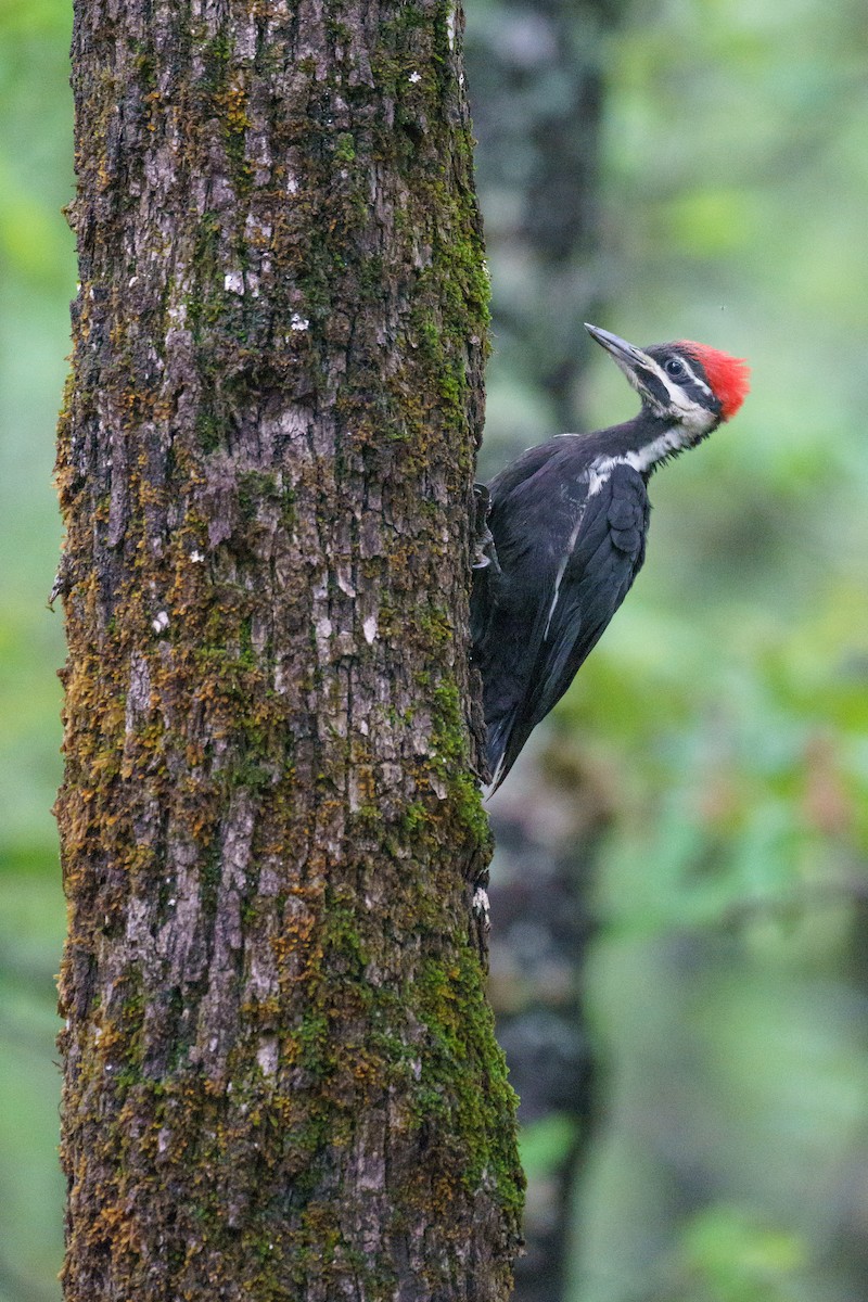 Pileated Woodpecker - ML453502011