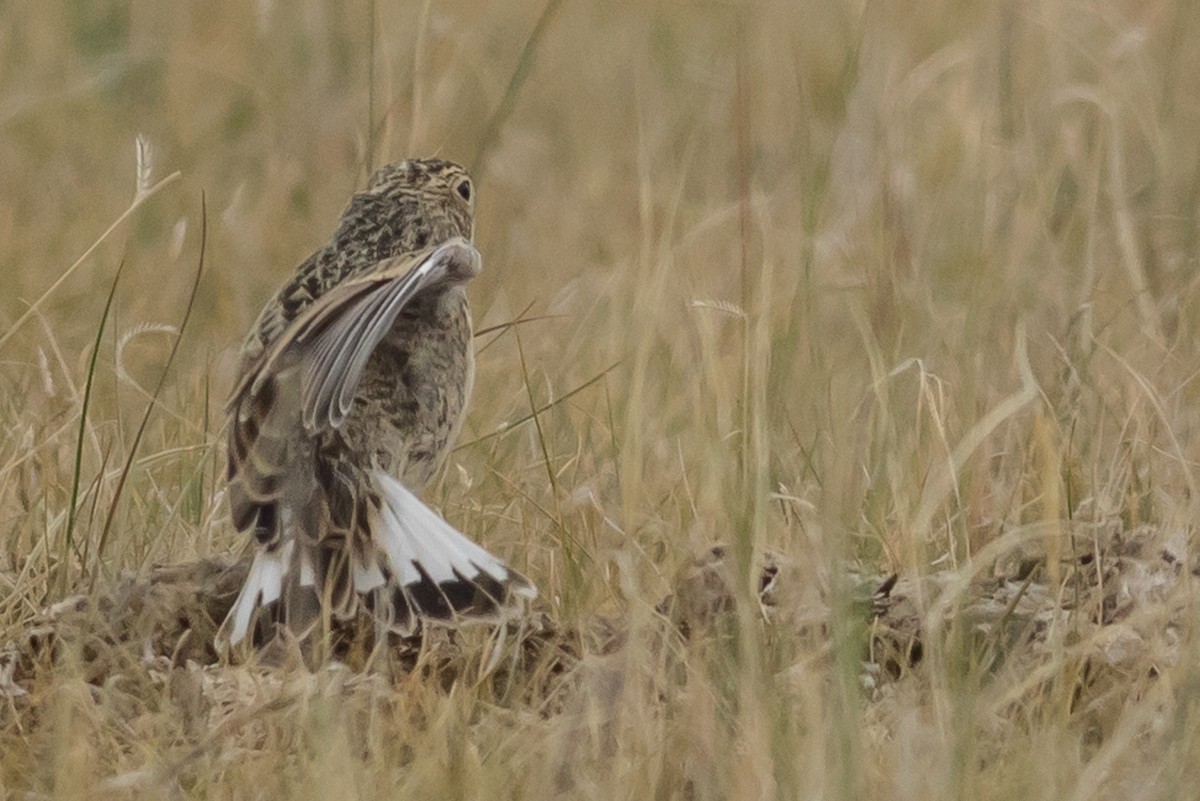 Thick-billed Longspur - ML45350241