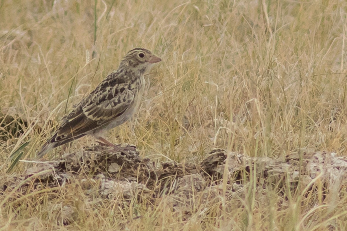 Thick-billed Longspur - ML45350251