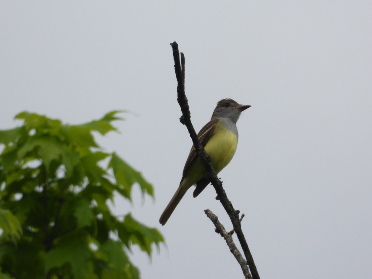 Great Crested Flycatcher - ML453504821