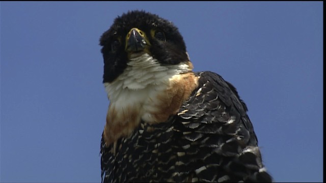 Orange-breasted Falcon - ML453509