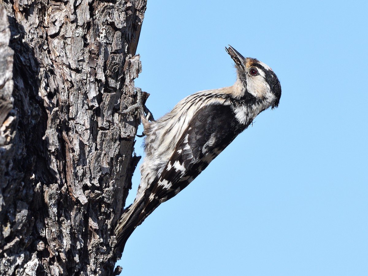 Lesser Spotted Woodpecker - Manuel Segura Herrero