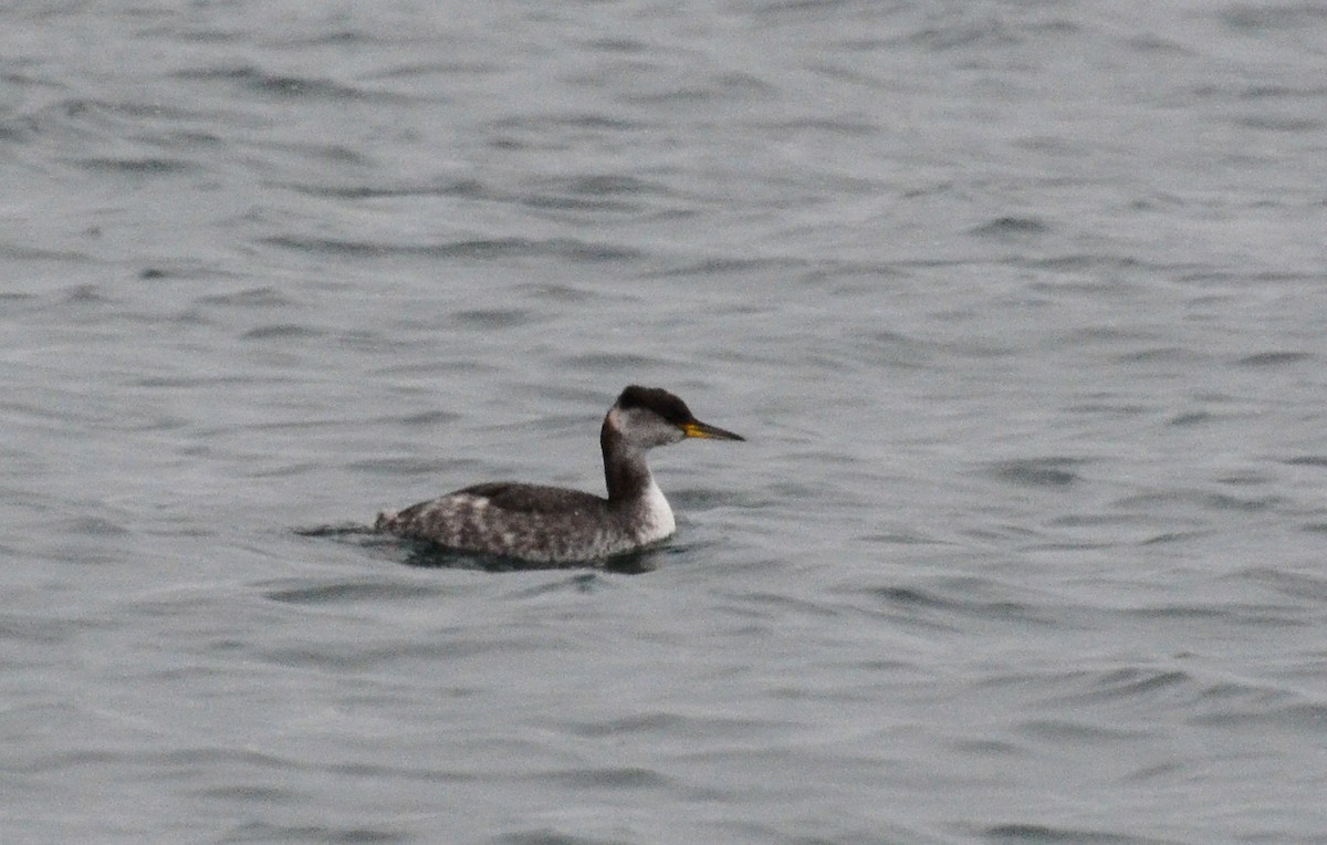 Red-necked Grebe - ML45351581