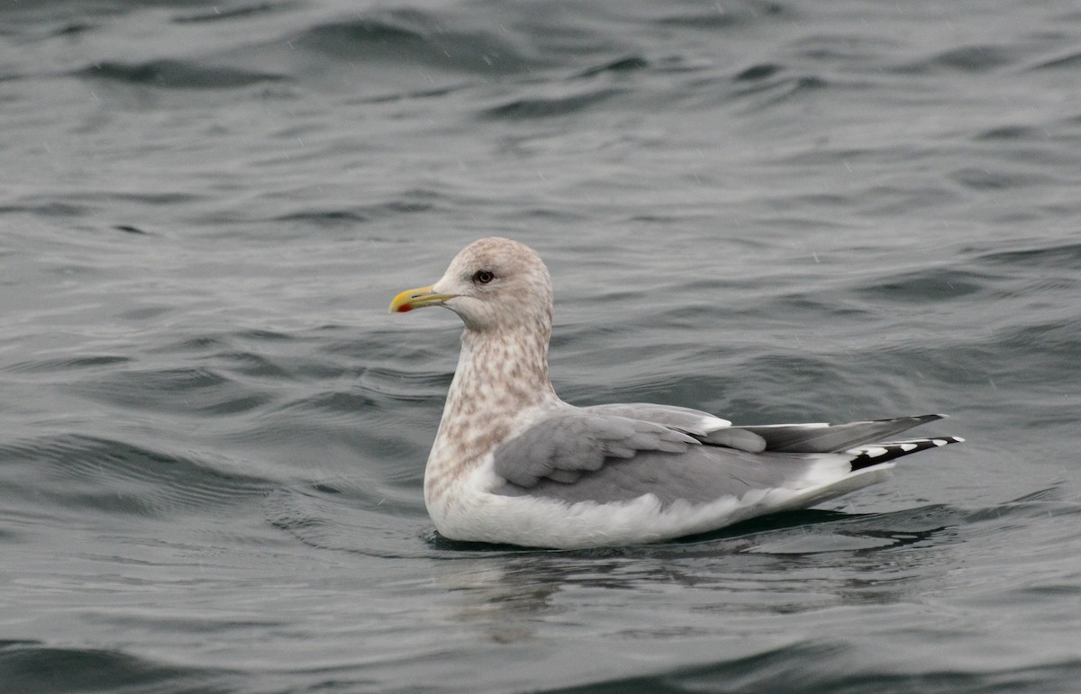 Iceland Gull (Thayer's) - ML45351921