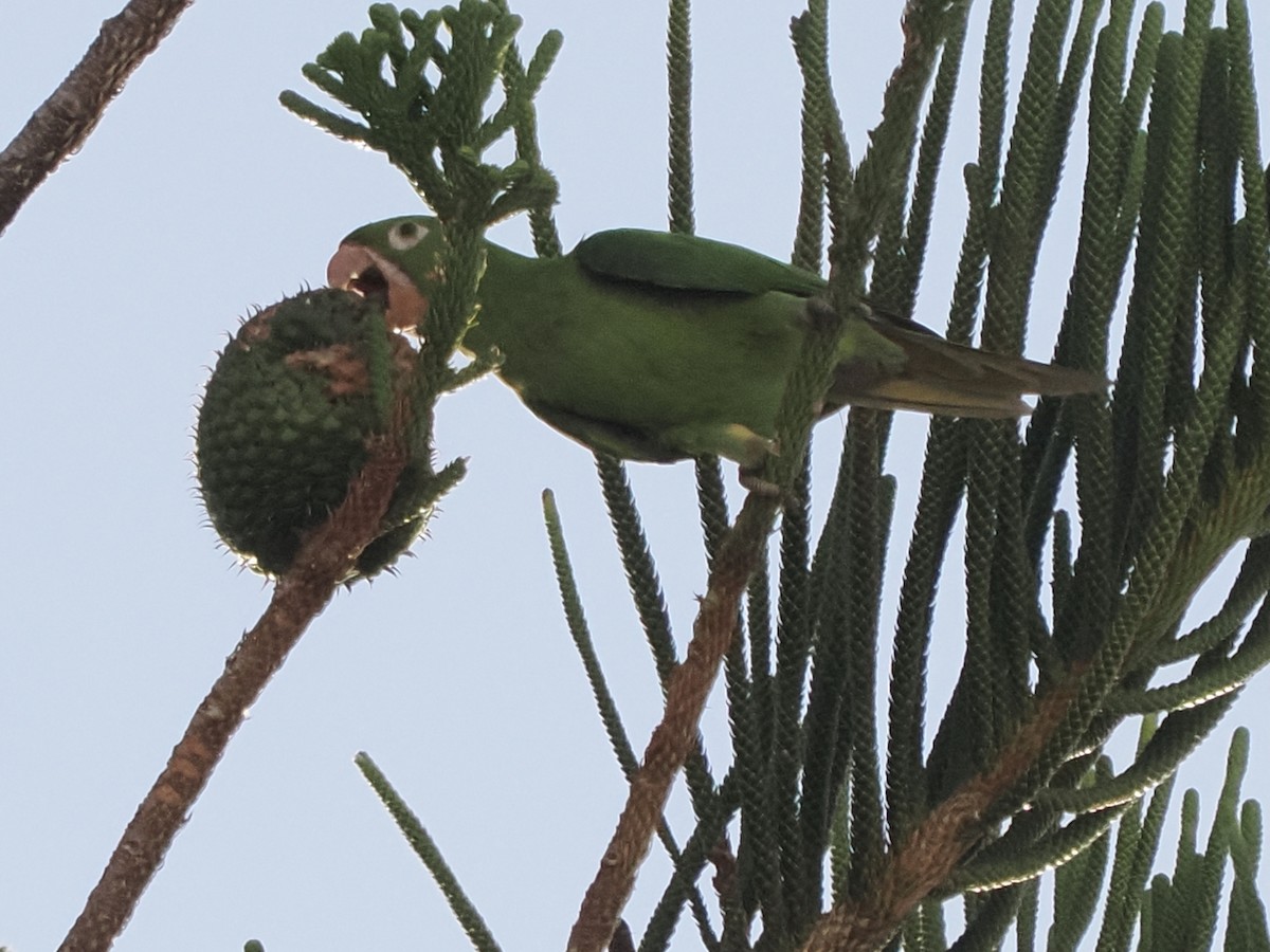 tanımsız küçük papağan (Psittaciformes sp.) - ML453525861