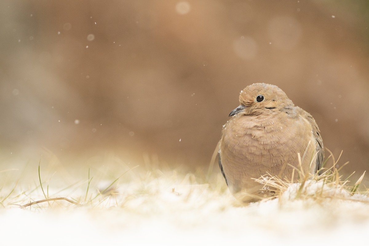 Mourning Dove - Reed Robinson