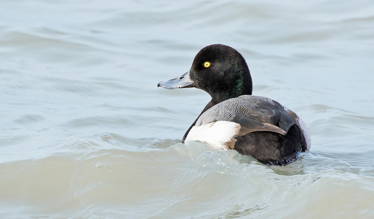 Greater Scaup - ML45352951