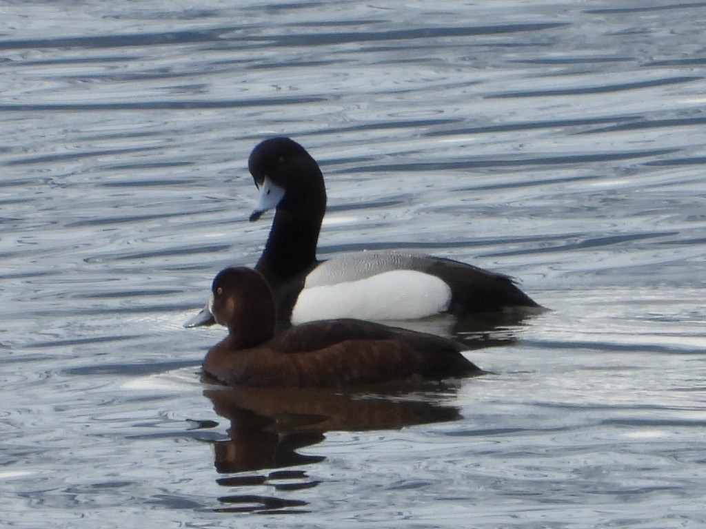 Greater Scaup - ML453529681