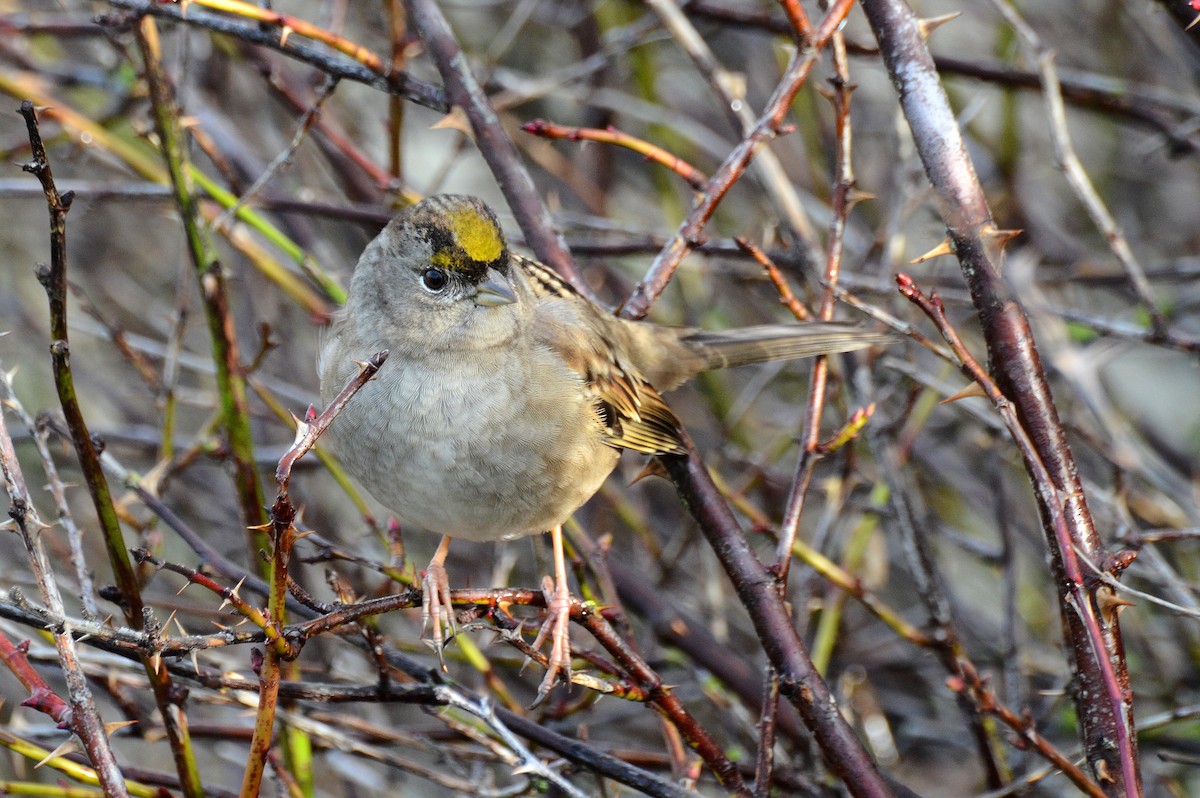 Golden-crowned Sparrow - ML45353811