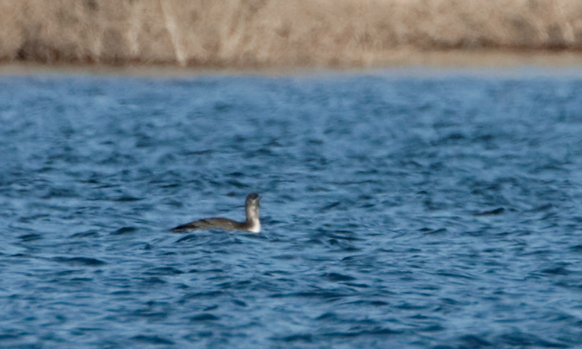 Red-throated Loon - Doug Backlund