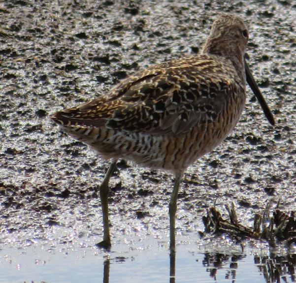 Long-billed Dowitcher - ML453543851