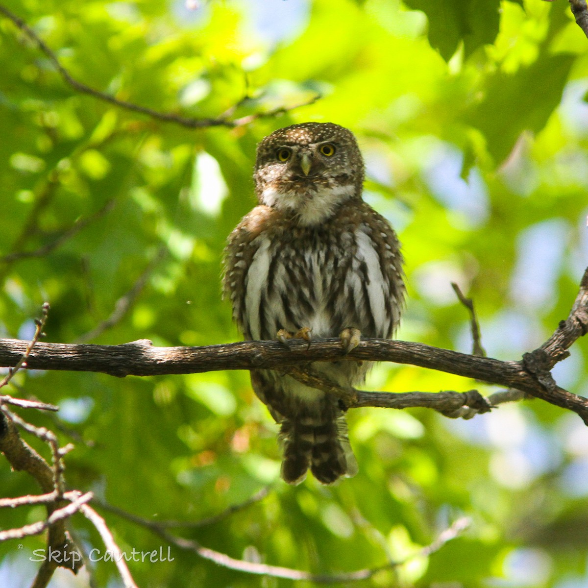 Northern Pygmy-Owl - Skip Cantrell