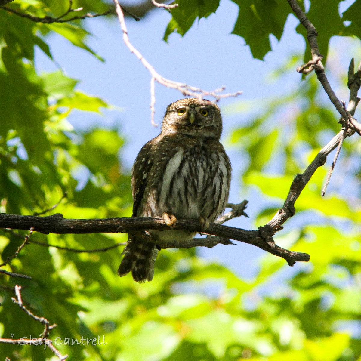 Northern Pygmy-Owl - ML453546171