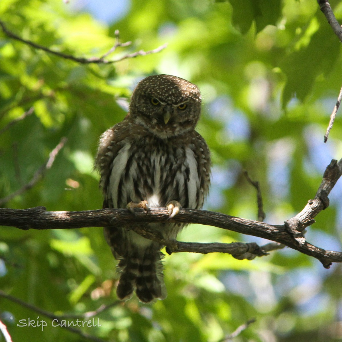 Northern Pygmy-Owl - ML453546191