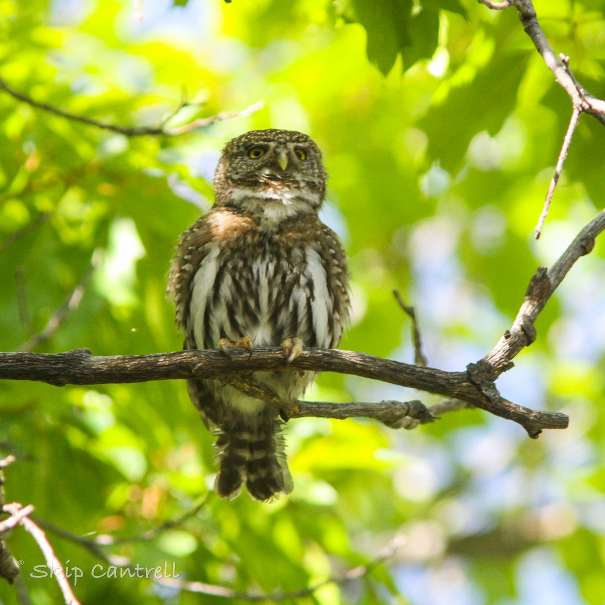 Northern Pygmy-Owl - Skip Cantrell