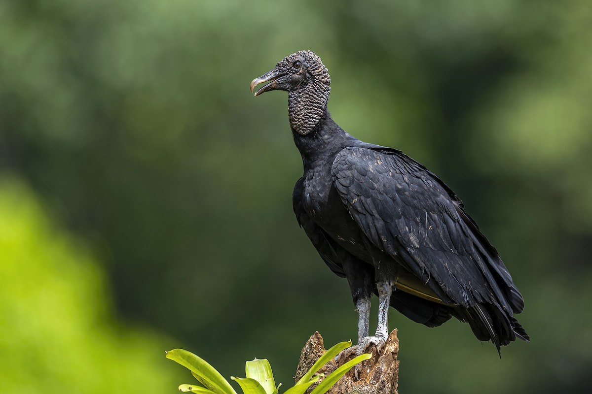 Black Vulture - Su Li
