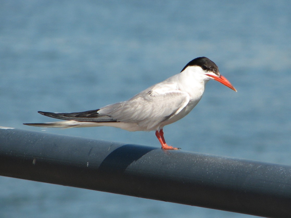 Common Tern - Derek Hudgins