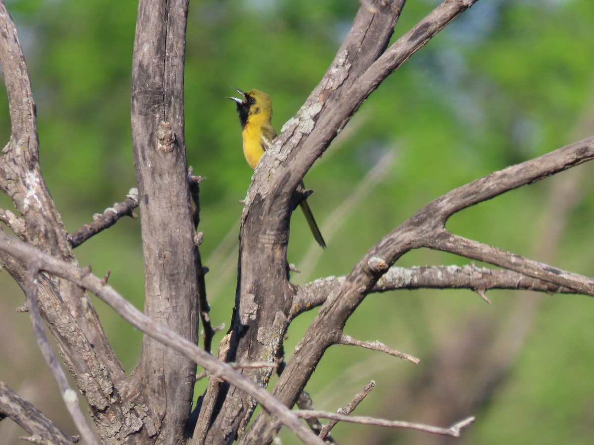 Orchard Oriole - ML453550731