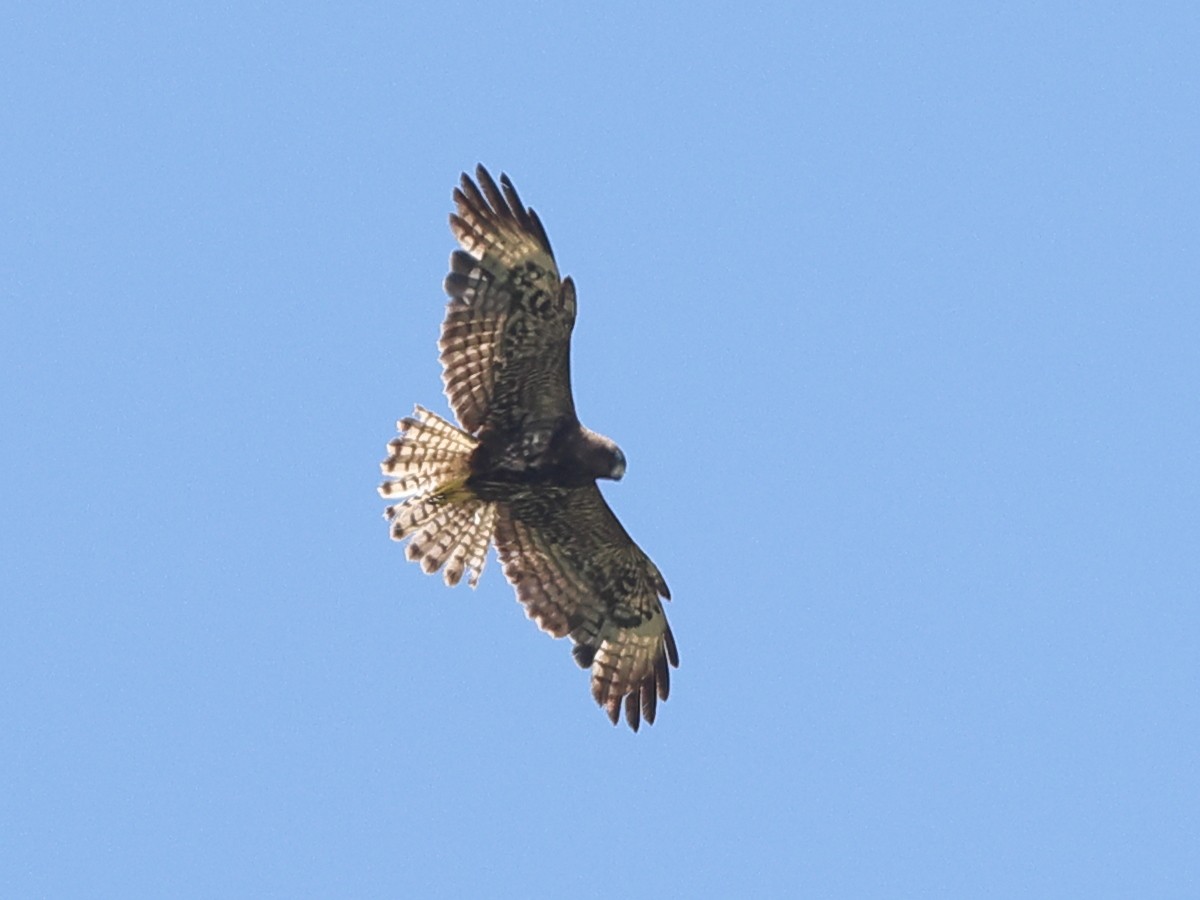 Short-tailed Hawk - ML453553771