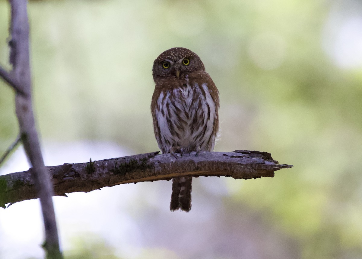 Northern Pygmy-Owl - ML453554901