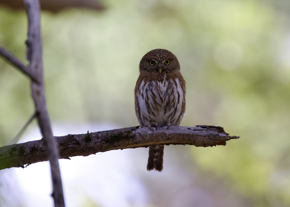 Northern Pygmy-Owl - ML453554931