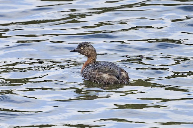 New Zealand Grebe ML453558841