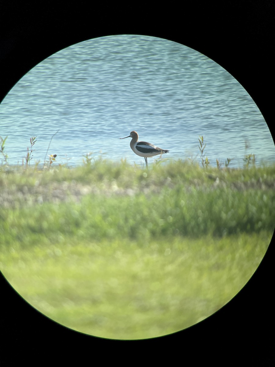 eBird Checklist - 26 May 2022 - Lewisville Lake Park - 48 species