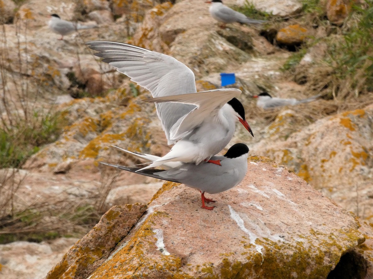 Common Tern - Nick Giordano