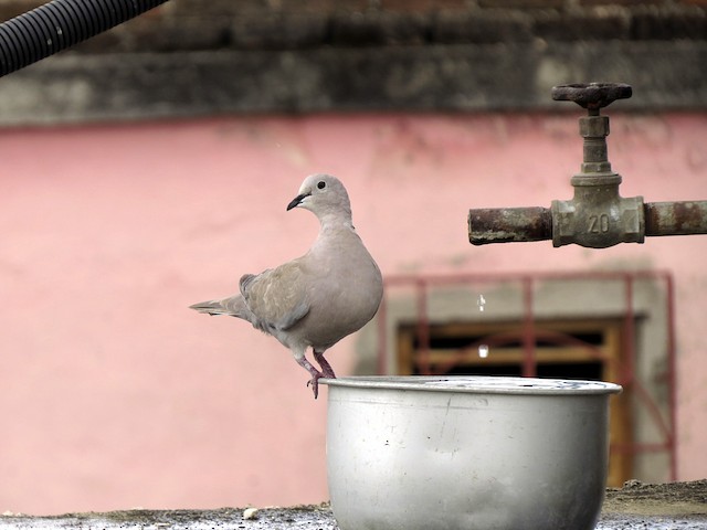 Eurasian Collared-Dove colonized Cuba in the late 1980s. - Eurasian Collared-Dove - 