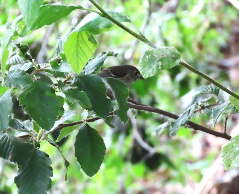 Hutton's Vireo - Lena Hayashi