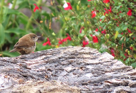 House Wren - Lena Hayashi