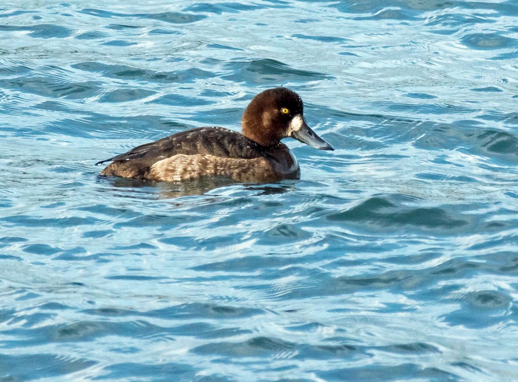 Greater Scaup - ML45358841