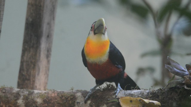 Red-breasted Toucan - ML453591131