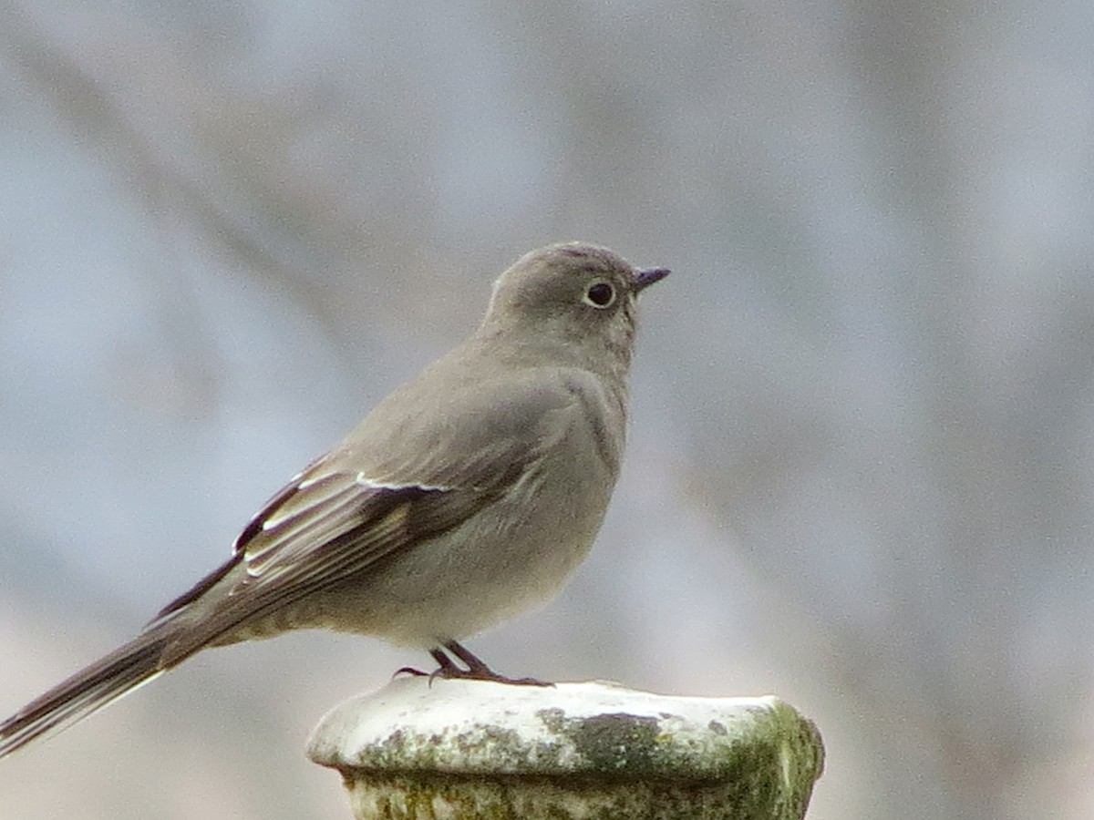 Townsend's Solitaire - ML45359191