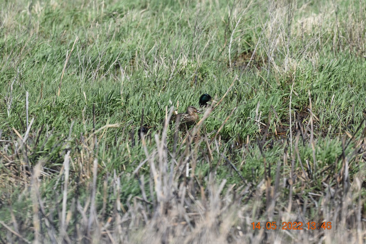 eBird Checklist 14 May 2022 471st Avenue, Colman, South Dakota, US