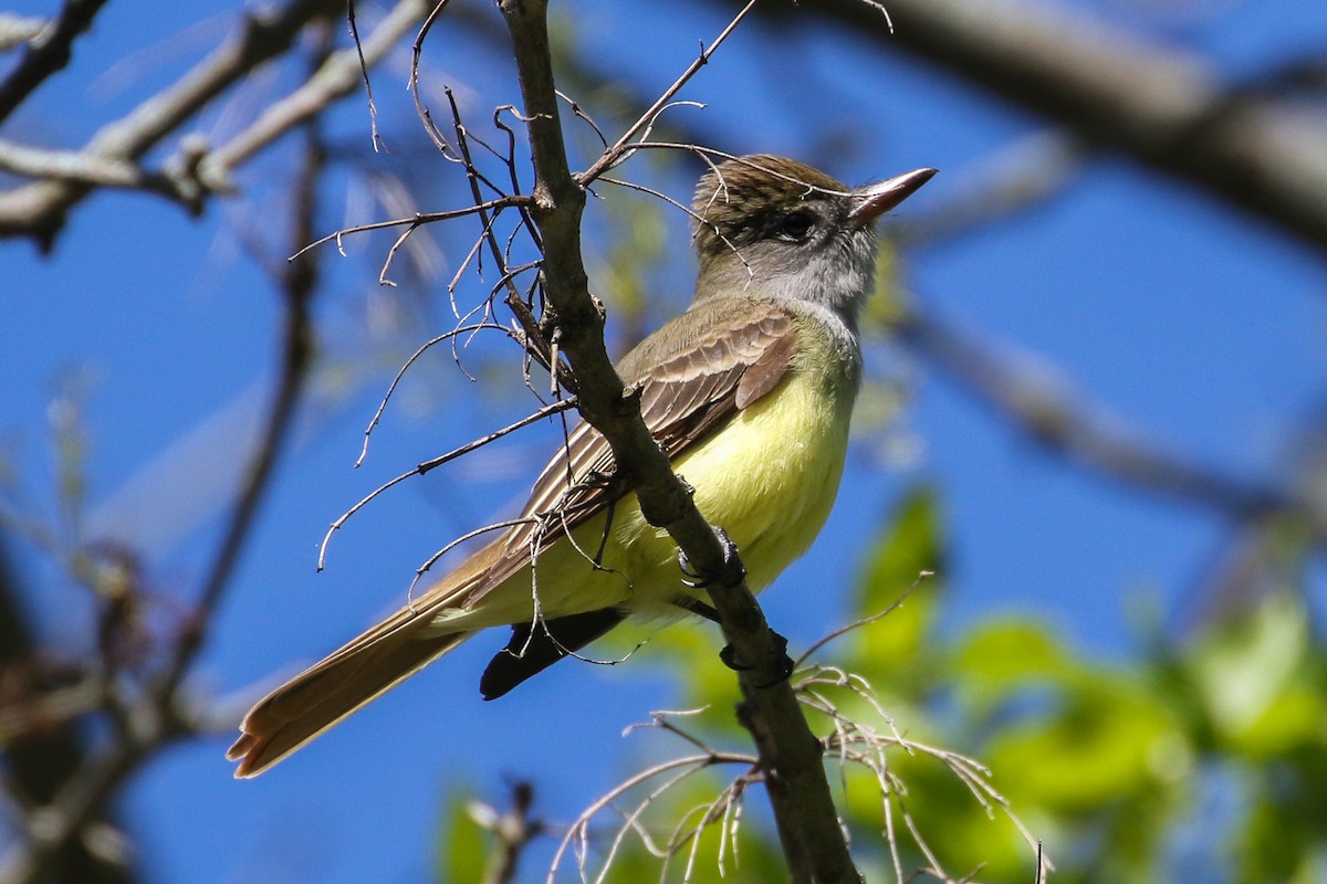 Great Crested Flycatcher - ML453598451