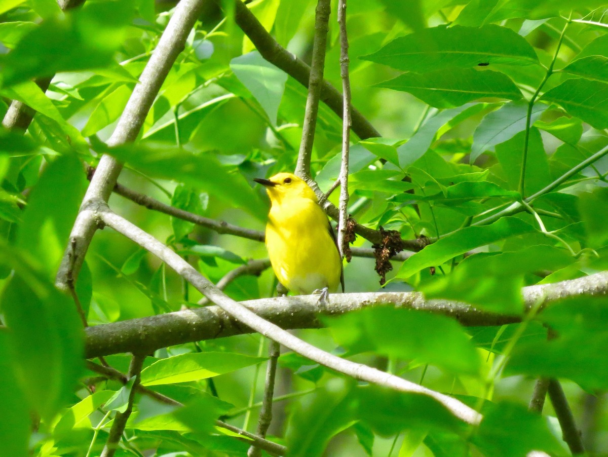 Prothonotary Warbler - ML453601851