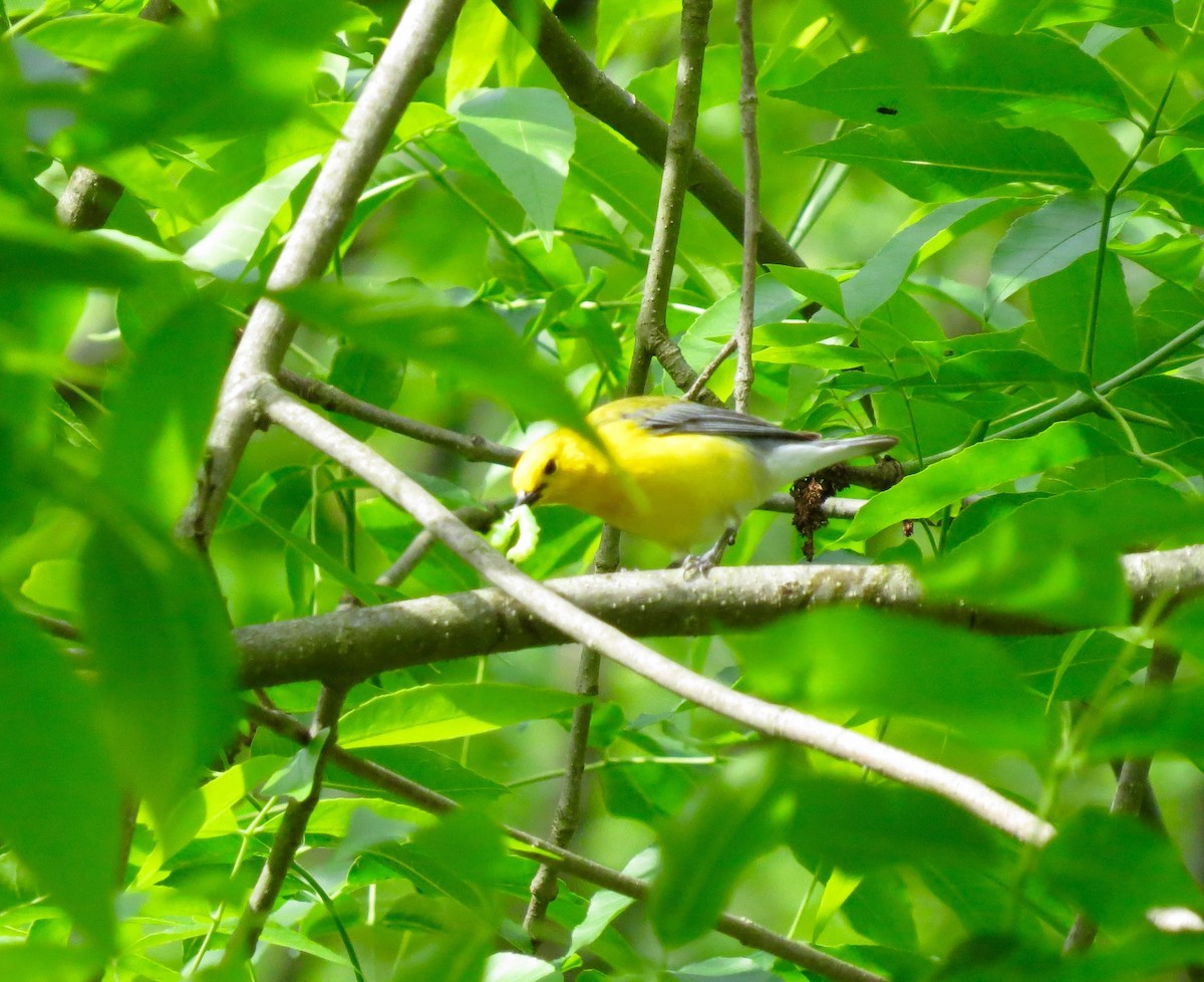 Prothonotary Warbler - ML453602011