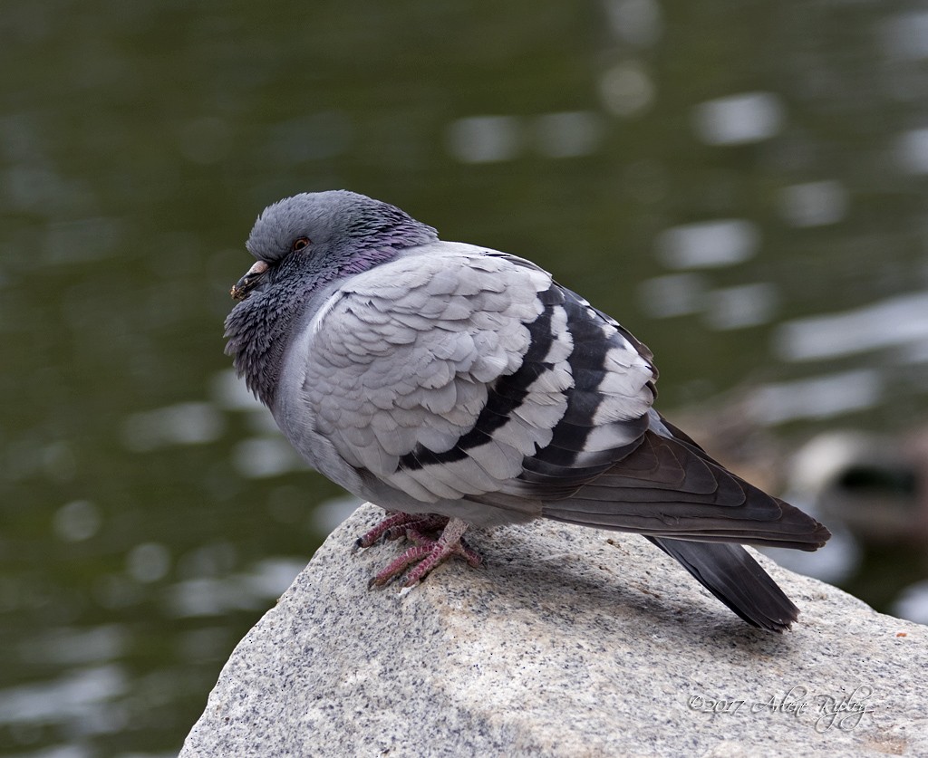 Pigeon biset (forme domestique) - ML45360211