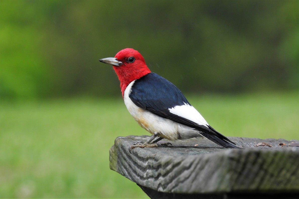 Red-headed Woodpecker - ML453608701