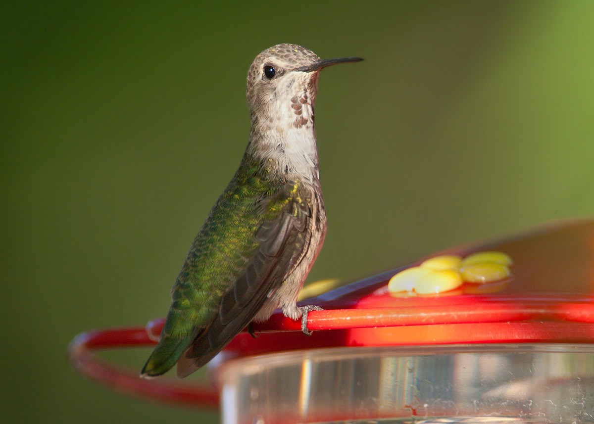 Anna's Hummingbird - ML453610831